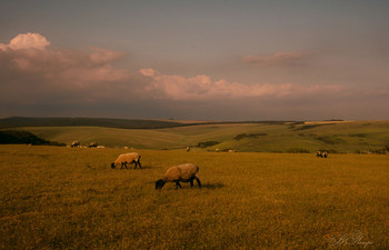 На просторах Англии / Вечерний пейзаж с английскими овечками