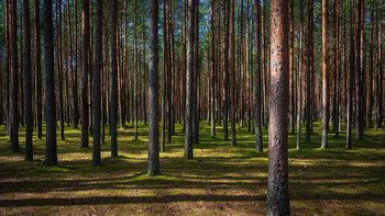 Строго говоря / Стоят