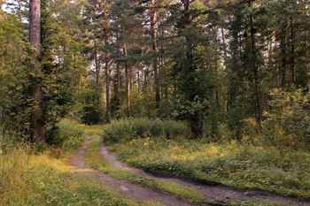 Лесными дорогами. / Томская область.