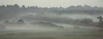 Утро туманное / Окрестности д.Ягодное, Калужская область
