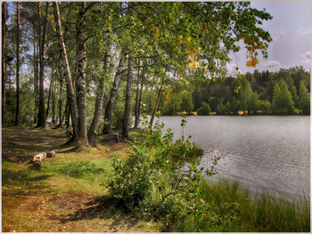 Северный берег / Первые предвестники осени - пожелтевшие ветви на берёзах. На берегу Тохколодского озера.