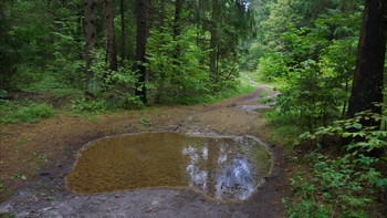 Ивановка. Лесная дорога. / Ivanovka. Forest Track.