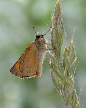 Толстоголовка лесная (Ochlodes sylvanus) / Толстоголовка лесная (Ochlodes sylvanus)