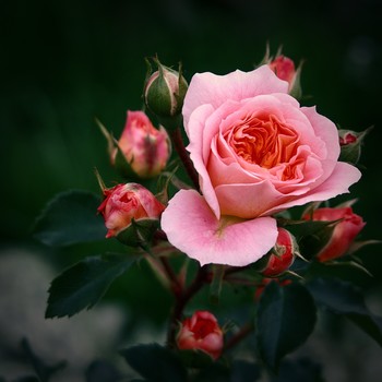 Роза с бутонами / Ветка с бутонами и розой