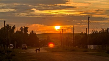 &nbsp; / Вечер, улица, закат, собака ...