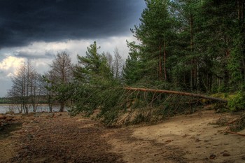 Упавшее деревево / Сосна