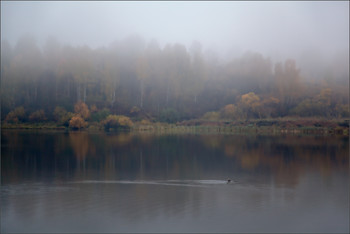 &nbsp; / Осень, птичка, туман