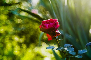 Солнечное утро / Роза в утренней росе.