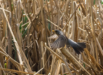 Взлёт / Дрозд-Рябинник (Turdus pilaris)