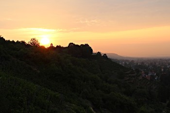 &nbsp; / Ein beginnender Morgen am Weinberg in Radebeul