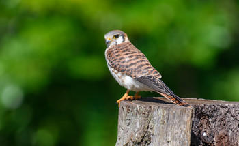 American kestrel / Американскую пустельгу иногда называют воробьиным ястребом так , что официально на русском -Воробьиная пустельга
Американская пустельга - самый распространенный сокол в Северной Америке (это вовсе не означает, что вы моментально обнаружите этого хищника, совсем даже наоборот, можете никогда не встретиться с этим маленьким хищником)
Это также самый маленький сокол в Северной Америке,питается крупными насекомыми, маленькими птицами, ящерицами и змеями.
У пустельг замечательно острое зрение даже при очень плохом освещении, что позволяет им охотиться почти до темноты.
А вот жизнь у этого сокола недолговечна , для диких птиц она длится менее 5 лет......