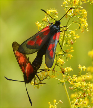 Золото летнего дня. / Пестрянка таволговая - Zygaena filipendulae Отряд ЧЕШУЕКРЫЛЫЕ, семейство ПЕСТРЯНКИ