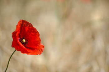  / Im Kornfeld