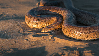 Ногайский удавчик / Ногайский удавчик. (Eryx miliaris nogaiorum). Семейство Ложноногие, или Удавы. (BOIDAE).
Населяет сухие степи (буруны), пески с разреженной растительностью, котловины выдувания, надувные пески вдоль дорог, развеваемые пески. Наиболее часто встречается у колоний грызунов. Основная добыча удавчика – ящерицы, грызуны и мелкие птицы.
Вид занесён в Красную книгу России и её регионов, в том числе Ставропольского края. 
Государственный природный заказник краевого значения «Дюна». 
Нефтекумский район. 
Май, 2019. Фотопроект «Открывая Ставрополье».