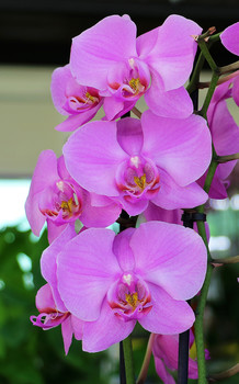 Гламурные красотки / орхидеи
