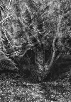 &nbsp; / старая ива на ветру ночью...