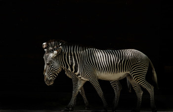 &nbsp; / Natürliche Freistellung 
Ein langes warten bis die Zebras im Licht waren und der Hintergrund im Schatten.
Anschliessend am PC Tiefen runter Licht etwas rauf und Kontrast erhöhen.