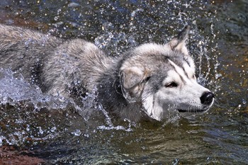 Водные процедуры / Хаски летом жарко.