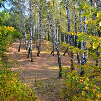 первые краски осени / лес