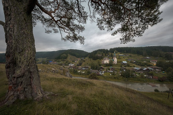 Кыновский кедр / Пермский край, Кын-Завод.