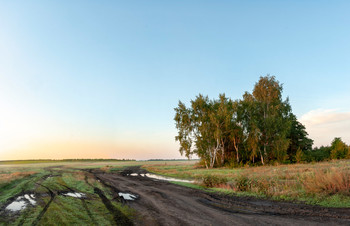У дороги берёзки стоят. / Панорама.Саратовская область.