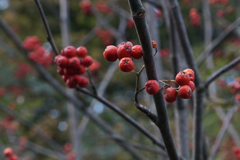 Но никого не может он согреть... / Timiryazev park, Koptevo neighborhood, Moscow, Russia