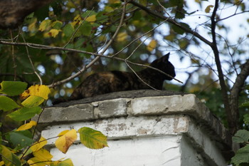 Темная сторона котов / задворки стадиона &quot;Наука&quot;, Коптево, Москва