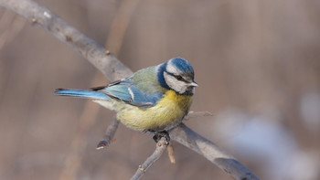 Лазоревка / Обыкновенная лазоревка (Parus caeruleus)