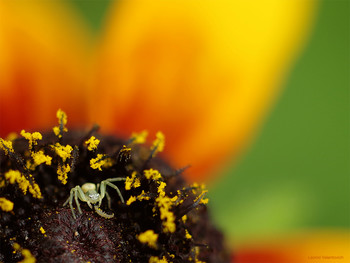 Пикник / Маленькая мизумена косолапая лакомится личинкой в своём шикарном домике - цветке эхинацеи.