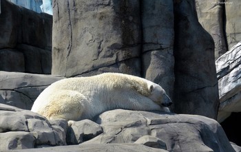Крепкий сон белого медведя / Альбом «Животные, рыбы»: http://fotokto.ru/id156888/photo?

Ночь огней в Гамбурге:
https://www.youtube.com/watch?v=VPfq34Y0I68

Мой канал на Ютубе: https://www.youtube.com/channel/UCEOp3amNaNT0205lPmdFi8w

Моё фото на конкурсе «Настроение: золотая осень»:
http://fotokto.ru/photo/concurs?id=166&amp;success#concurs127318