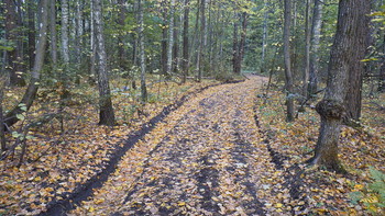 Антоновка. Осенняя дорога. / Antonovka. Autumn road.