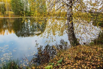 Признаки осени / торфяные озера,с.Ильинское,Татарстан