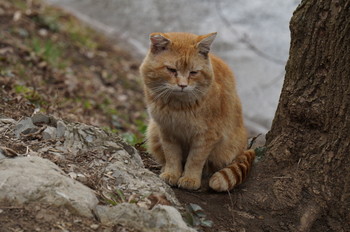 Грустный осенний котик / Timiryazev park, Koptevo neighborhood, Moscow, Russia