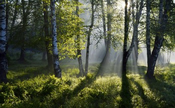 Свет и тени............... / Петербург Шуваловский парк. Июнь