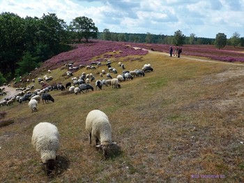 Овечки в вересковой долине / Вересковая долина в районе Фишбек (Fischbeker Heide) составляет 773 га одного из крупнейших охраняемых районов Гамбурга. Эта необыкновенная красота! Если бы фотография могла передать тонкий аромат вереска, жужжание пчёл над ним, саму атмосферу вокруг восхитительного цветения! Лица людей, которых я встречала в вересковой долине, светились от счастья и радости! Когда такое видишь, начинаешь верить, что красота, действительно, спасёт мир.. Подробнее в моём блоге: http://fotokto.ru/blogs/fischbeker-heide-hamburg-32765.html

 https://www.youtube.com/watch?v=DMM68wkJe-g