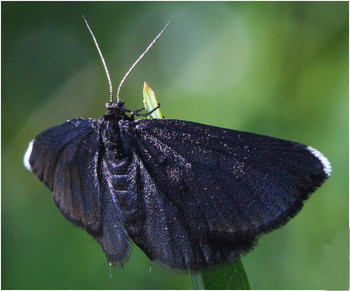 Пяденица / Пяденица черная - Odezia atrata. Пяденицы включают около 1500 видов. Большинство видов не яркие. крылья широкие в размахе 13-15 мм. окраска чаще пестрая, желтоватых, серых и бурых тонов тело тонкое, стройное