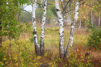 Осенний мотив / ***