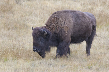 &nbsp; / Йе́ллоустонский национа́льный парк (Yellowstone National Park)