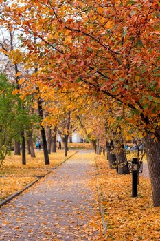 В осеннем парке... / ***