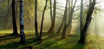В старом парке весна ........ / Петербург. Шуваловский парк. Май