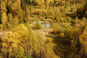 Золотая осень. / Мягкий плед из желтых листьев под ногами чуть шуршит. Бабье лето, куча мыслей... ярких красок колорит