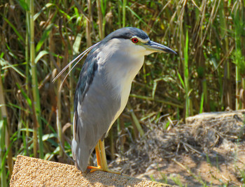 Кваква / Кваква