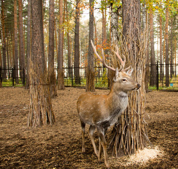 Косуля / Красноярский край г.Железногорск