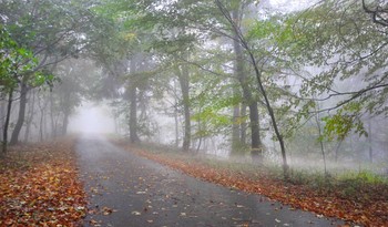 Ах, эти октября туманы / Накрывает туман золотисто-зеленые деревца..