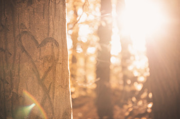 &nbsp; / Es ist spannend, was man manchmal so alles sieht, wenn man mal links und rechts der Wege schaut. Dieses Herz habe ich letzten Herbst im Wald vor meiner Haustür gesehen. In dem Licht wirkte es einfach nur bezaubernd. Seitdem habe ich es nicht wieder gefunden????‍♂️