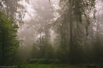 Утренний туман / снято ранним утром в лесу во время прогулки