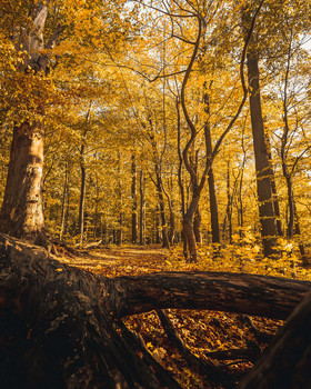 &nbsp; / Der Herbst ist da. Und in kürze auch wieder in voller goldener Pracht. Zum Einstimmen habe ich hier mal ein Foto aus dem letzten Jahr.