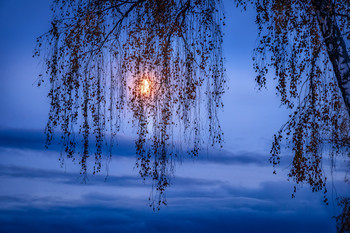 Луна в ветках / Плес