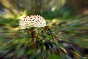 Mushroom in the forest / Mushroom in the forest

Pilz im Herbstwald