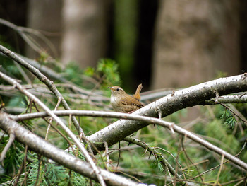 Крапивник / ***